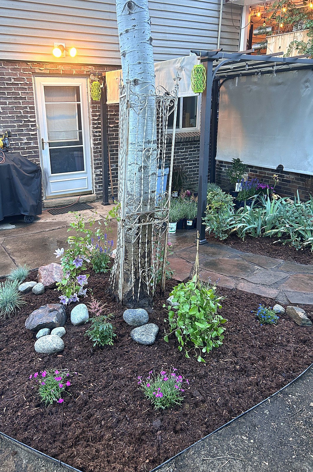 Mulch bed around an aspen with an iron trellis, ornamental grasses and boulders
