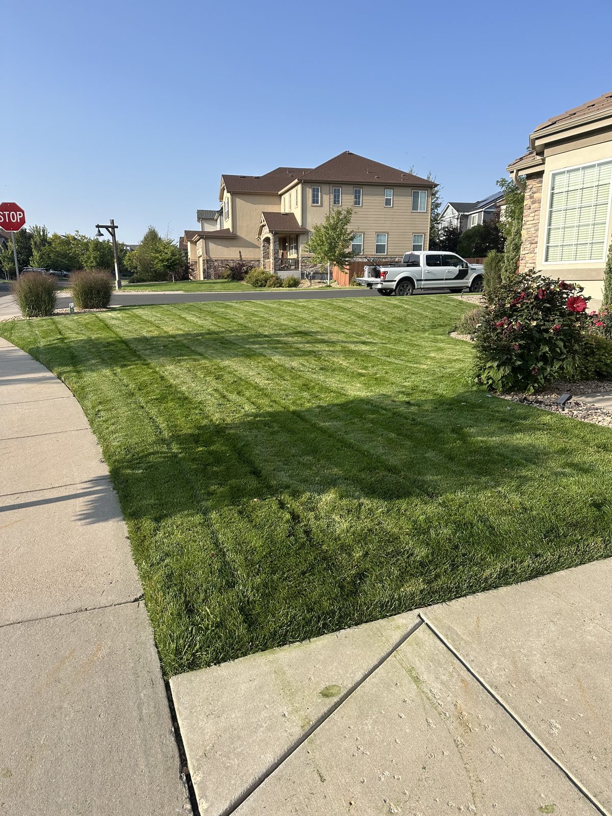Freshly mowed front lawn with mower stripes and a clean edge along the sidewalk