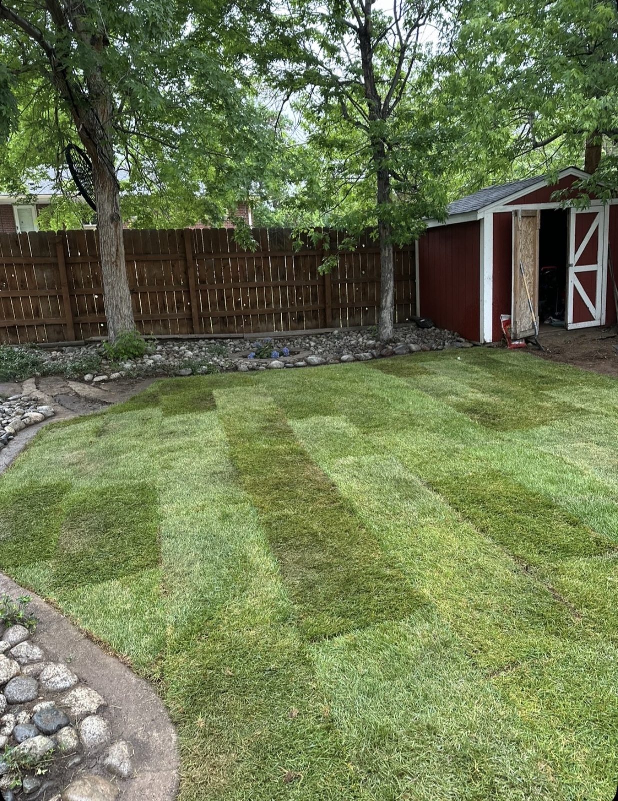 Newly laid sod in a backyard, seams still visible