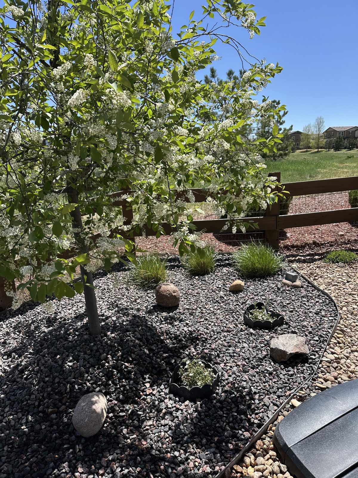 Flowering specimen tree in a rock mulch bed with boulders